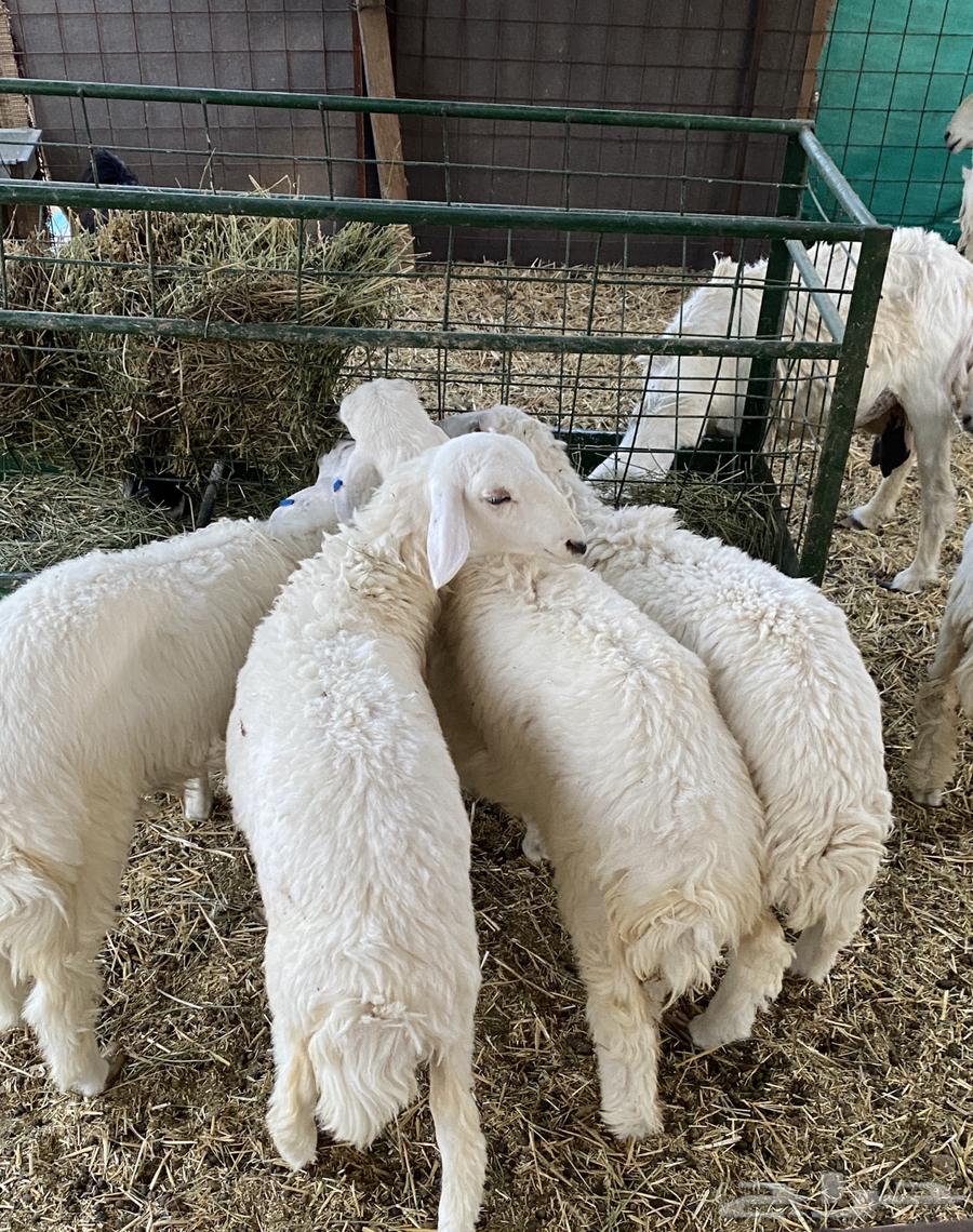 5 free sheep with 5 lambs (Sold)64200104549762112