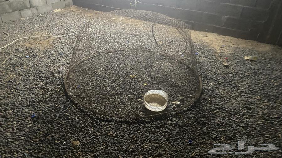 شبك للبيع64385691199490113