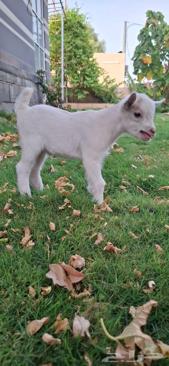 Goat64202850073089111