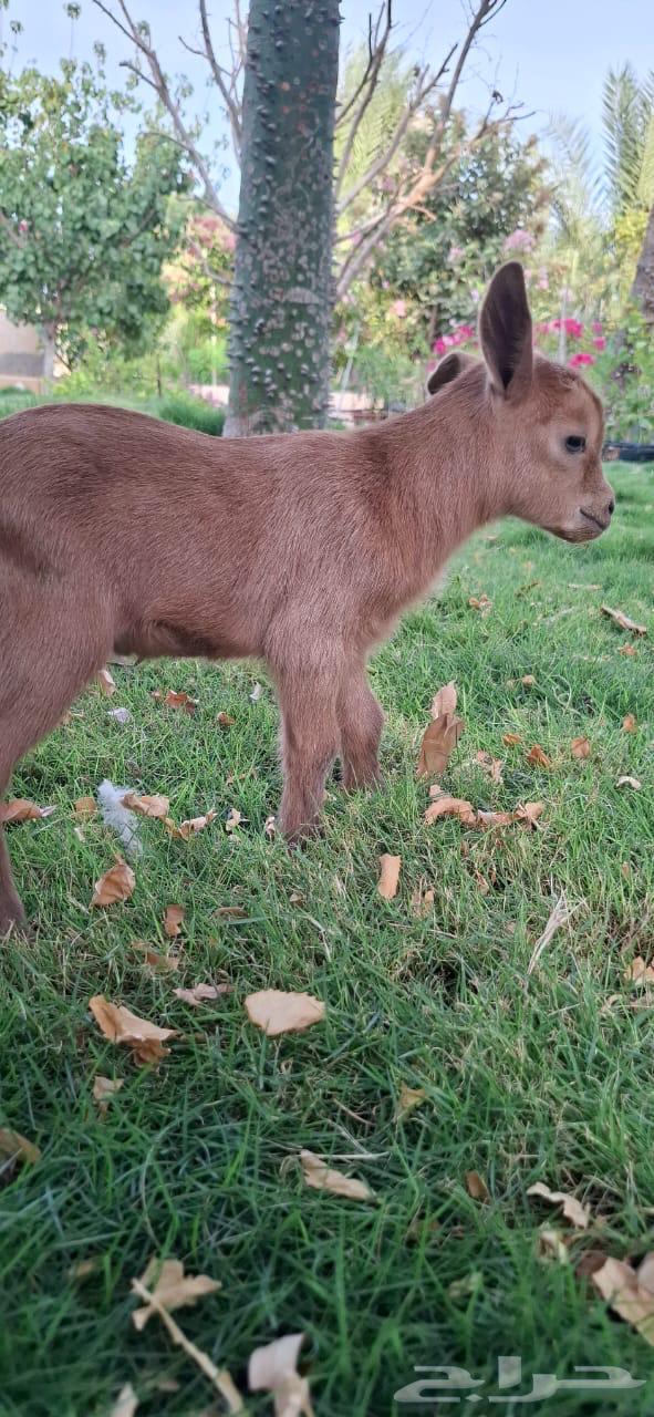 Goat64202850073089110