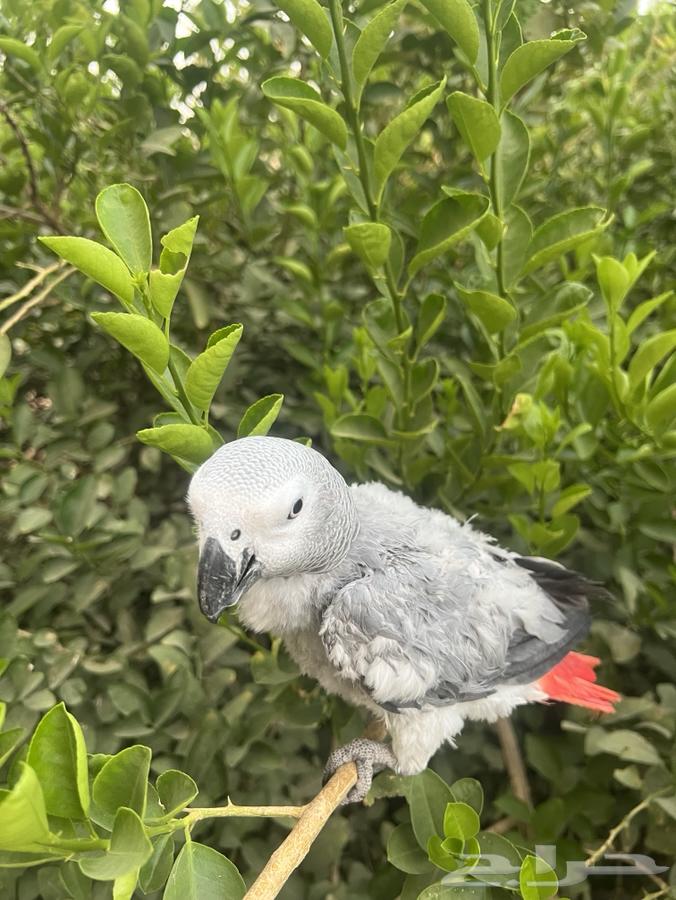 طير كاسكو اليف حبيب العمر قريب من سنتين البيع سمح ح64141549904641113