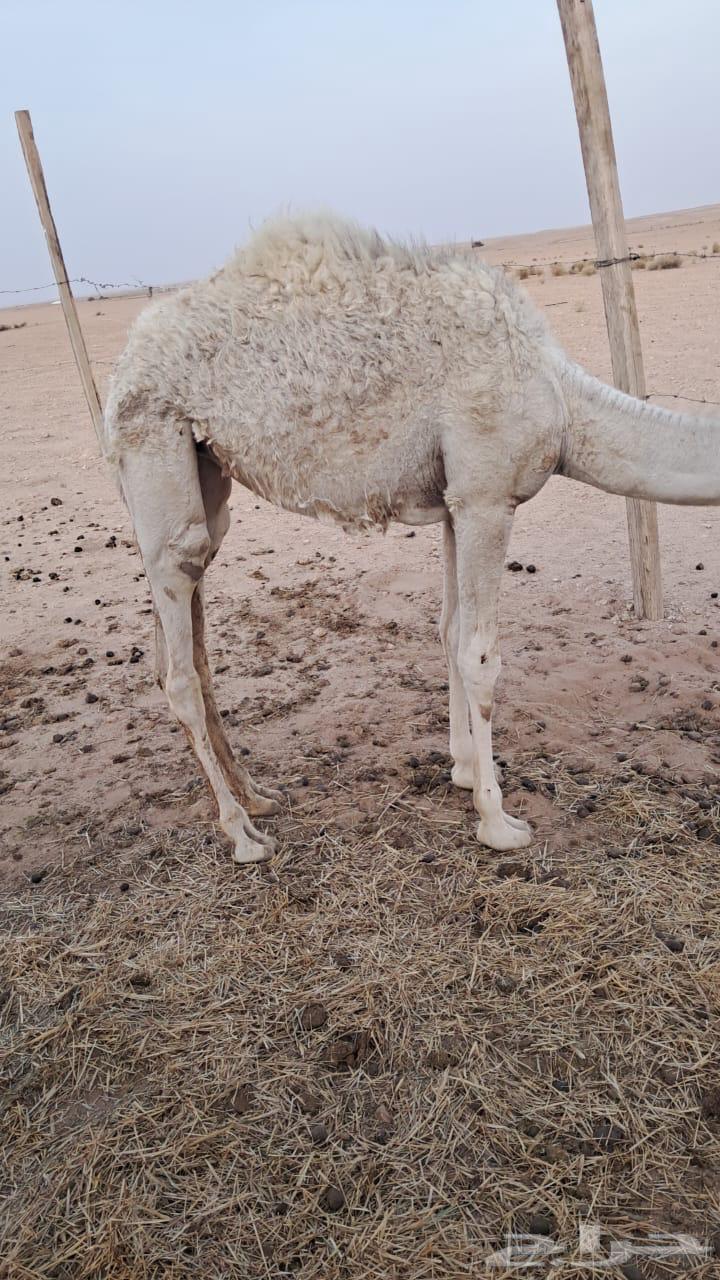 بكره للبيع64193696328835111