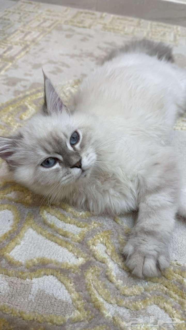 Kitten for sale, playful male, 6 months and a few days old, does not bite or scratch64188380747778112