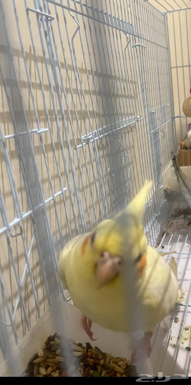 طير كروان لاتينو64191001330177110