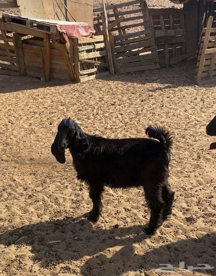 تيس للبيع64194912672513110