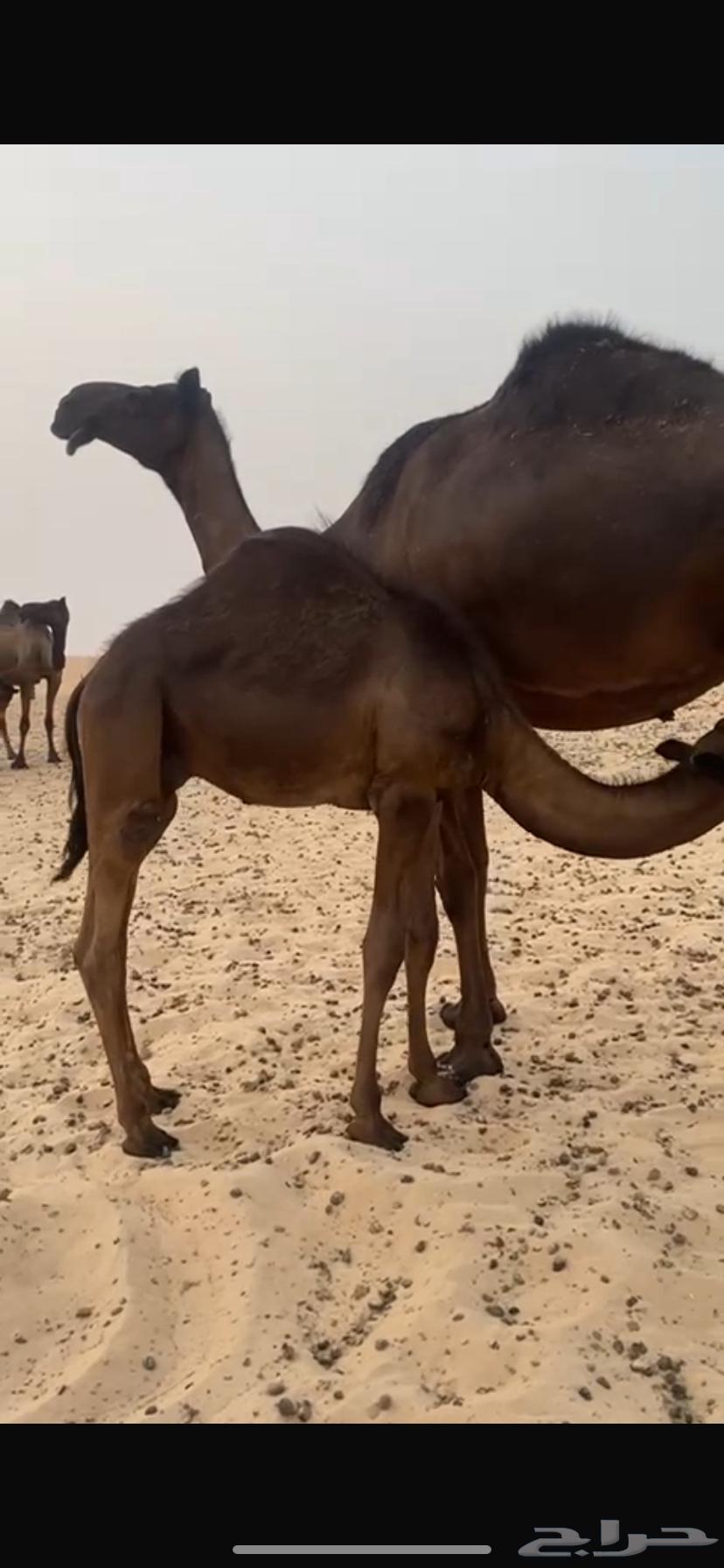 للبيع قصب قعودين مجاهيم64194453588865112