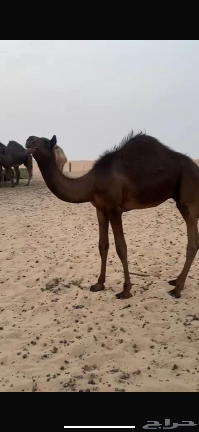 للبيع قصب قعودين مجاهيم64194453588865111