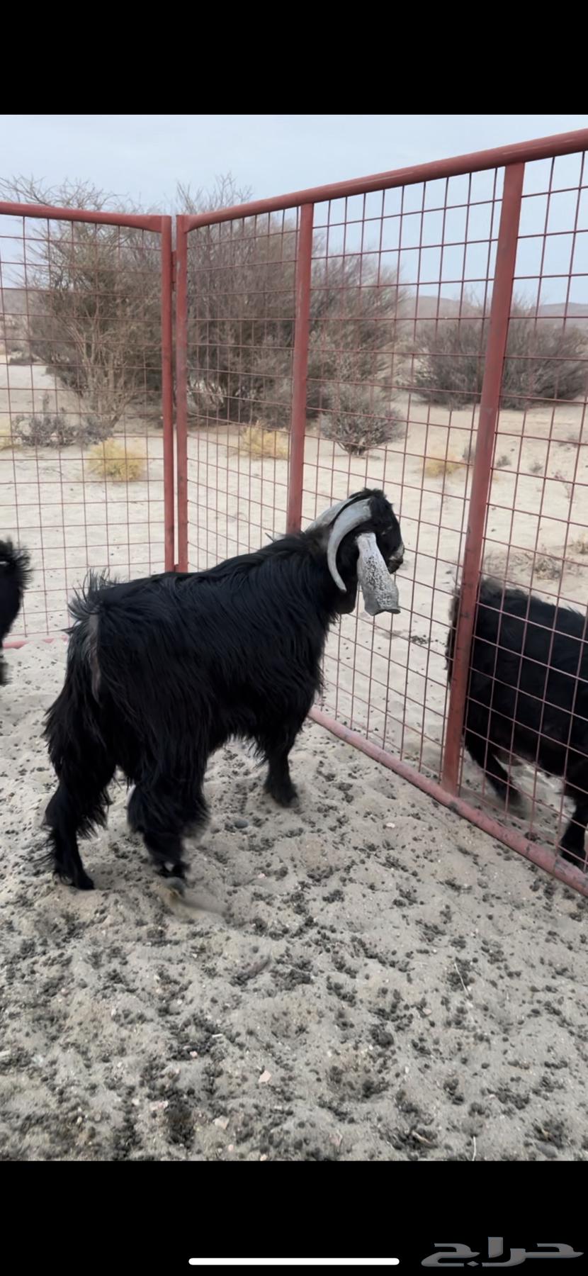 للبيع تيس عارضي64201585021314113