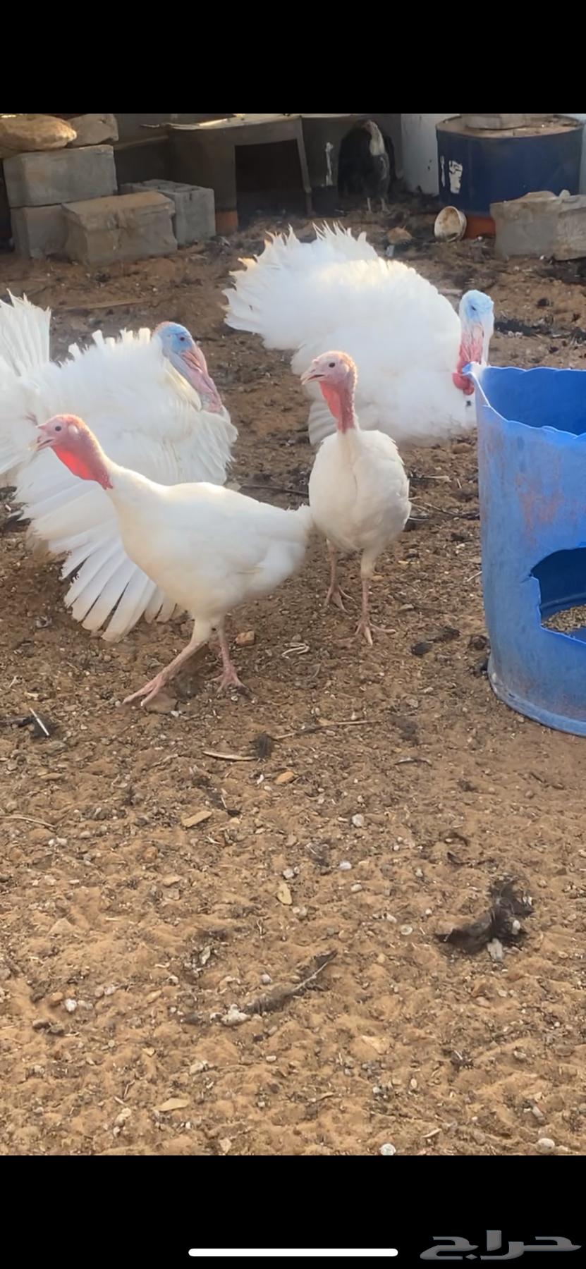 السلام عليكم للبيع رومي فرنسي سوبر جانبو هجين نعام العدد564198126083969110