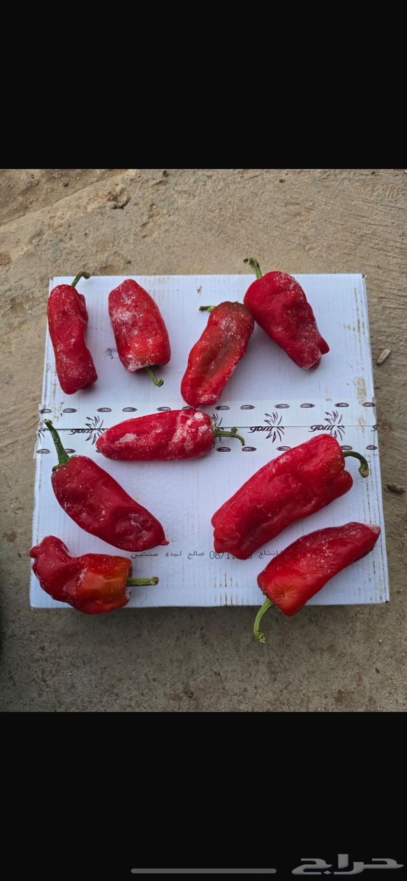 شتلات فلفل شقراء (حبحر)64190380312578113