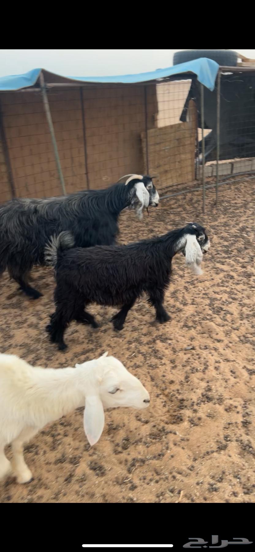 Two good camels for sale63619153224193112
