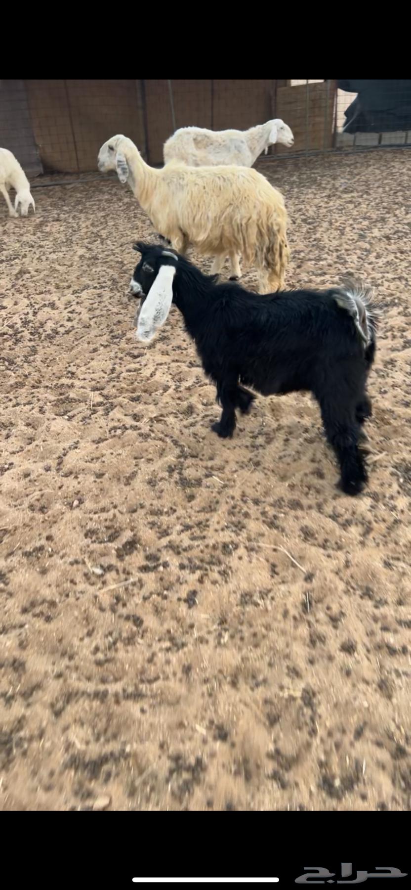 Two good camels for sale63619153224193114