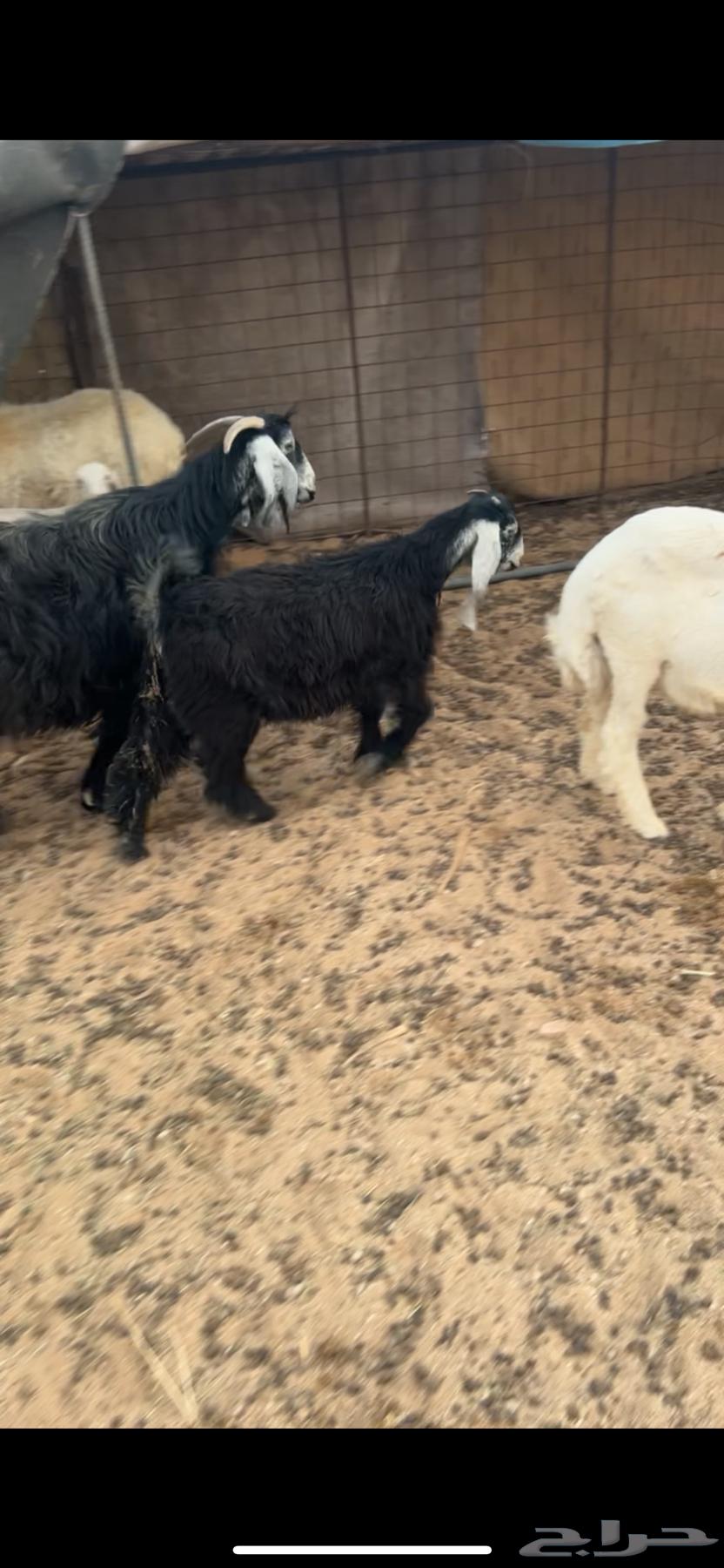 Two good camels for sale63619153224193111
