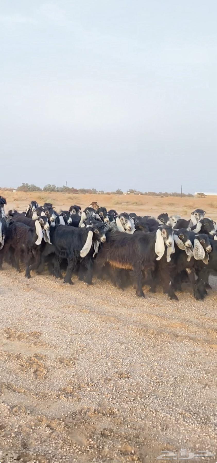 جفرات عوارض صنف64191599567361110