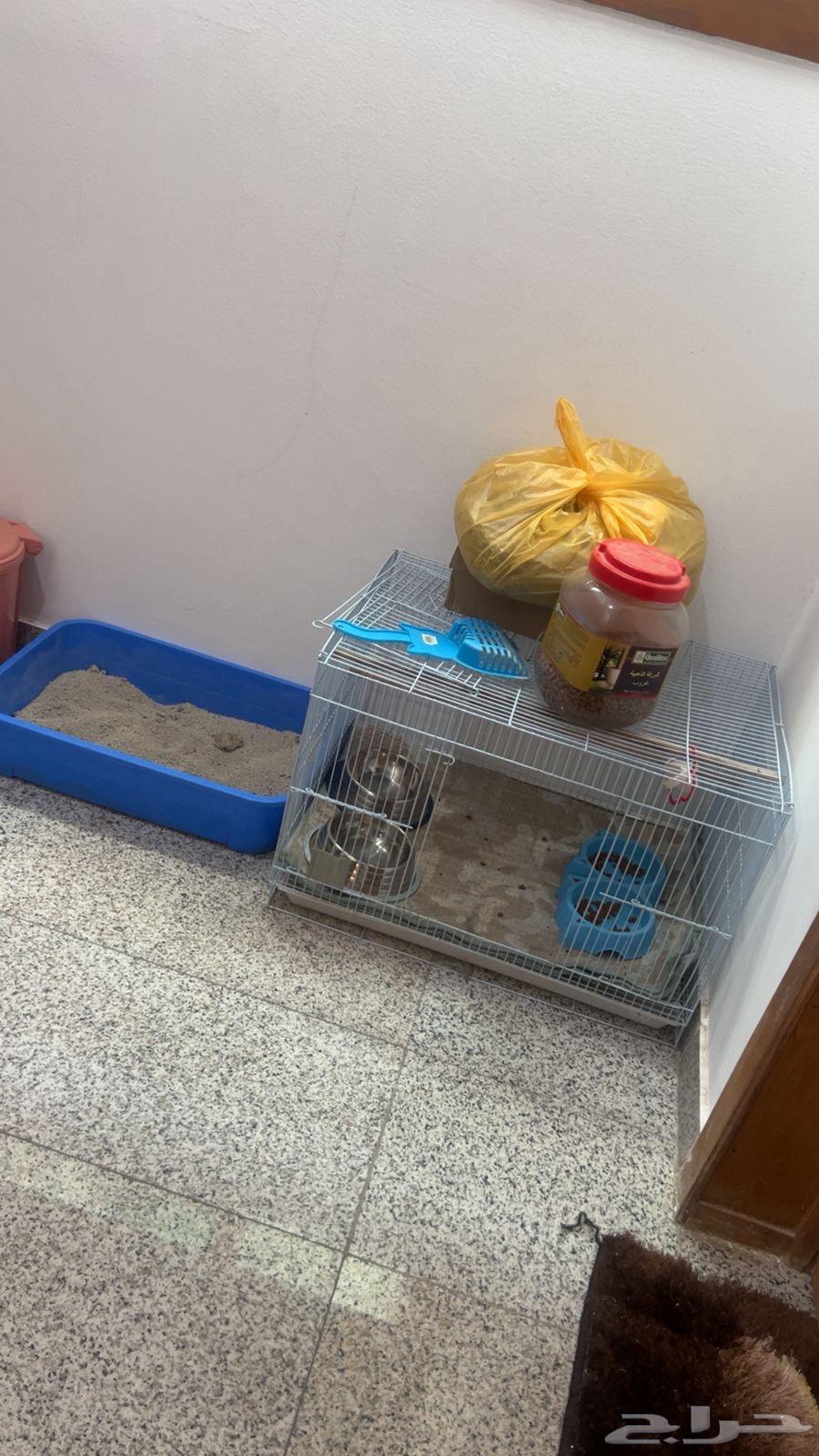 Persian and Scottish kittens64187856145922111