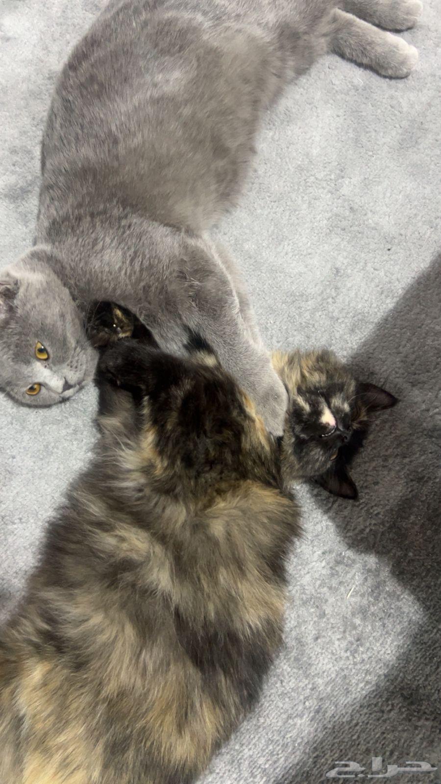 Persian and Scottish kittens64187856145922110