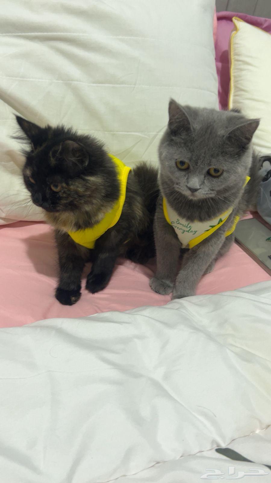 Persian and Scottish kittens64187856145922112