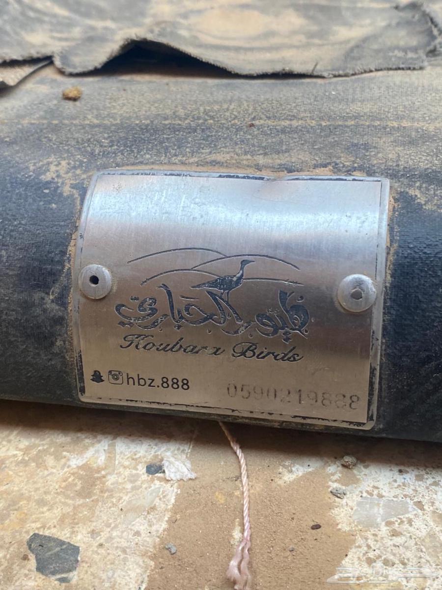 طبق سيزو ديماكس شغل طيور الحباري64386752574721112