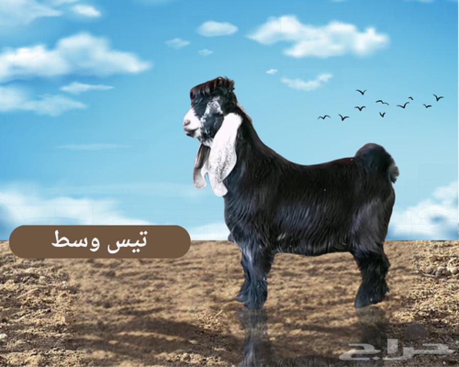 تيوس عارض جميع الأعمار توصيل لباب البيت64224245959682112