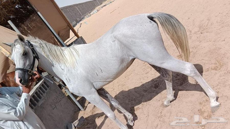 خيول للبيع64228386329090114