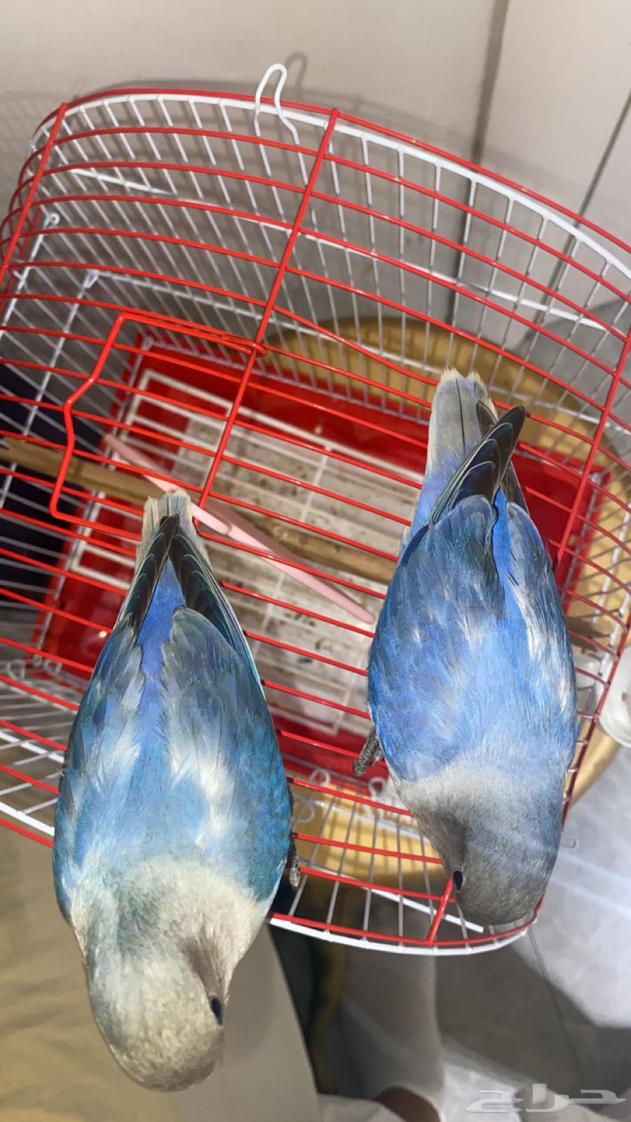 جوز روز اليف وهدد للبيع او البدل64220677165442113