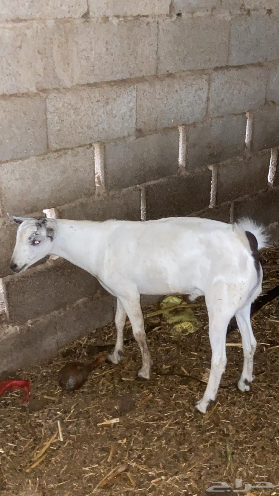 أنثين تيوس تم البيع64209993998595110