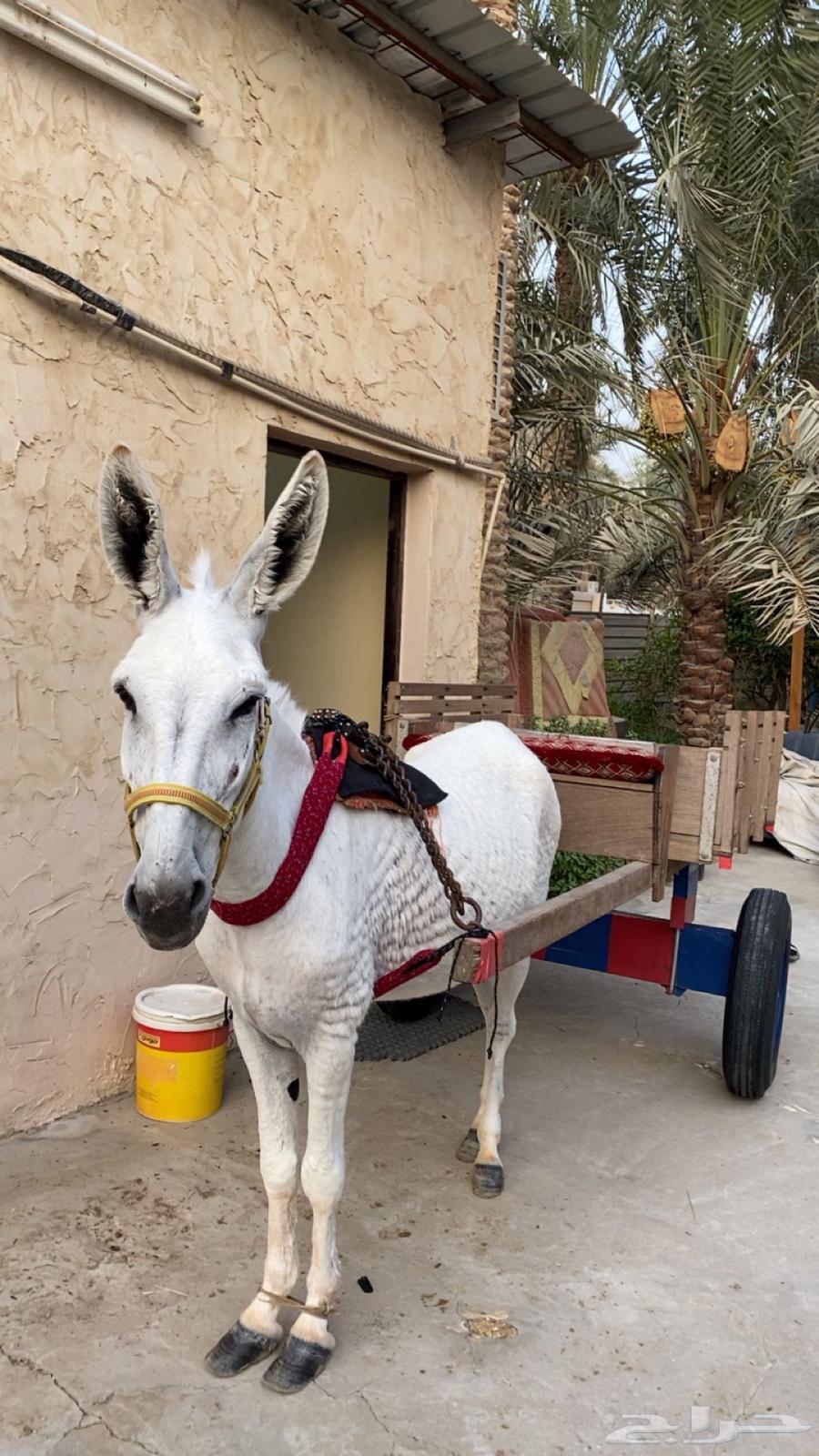 للبيع حماره64225572207619111