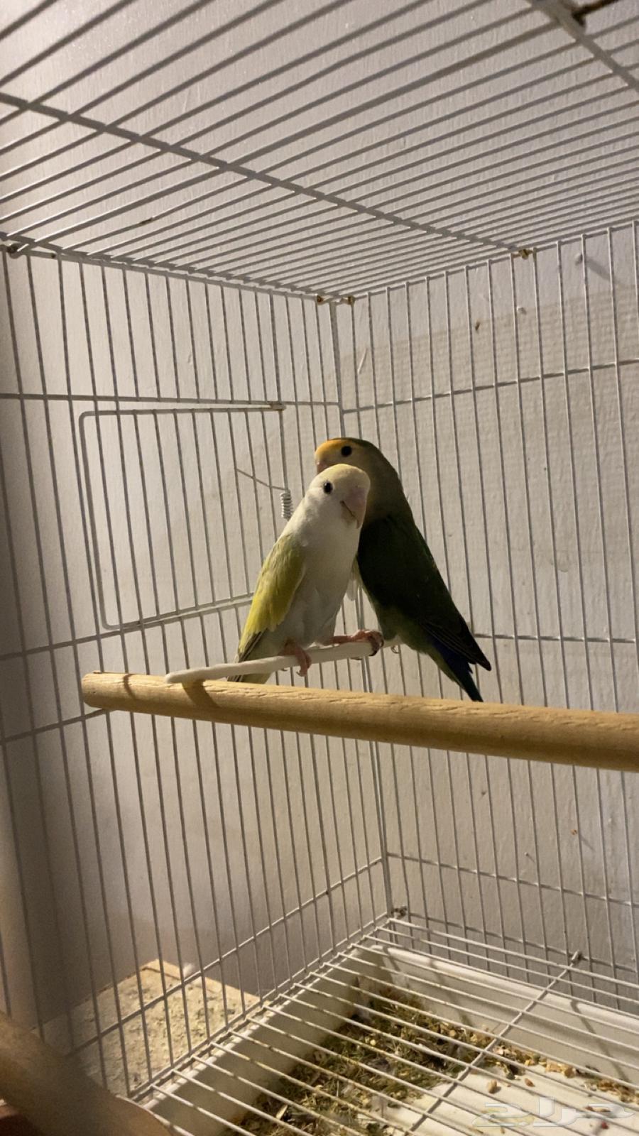 Daily Passport64219828938243113