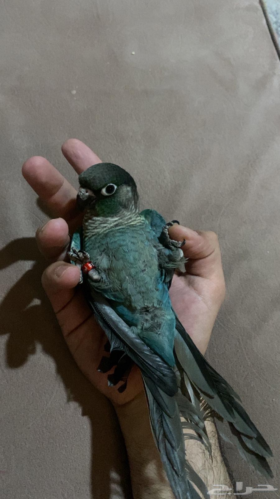 كنيور بلو شيك64215859777154110