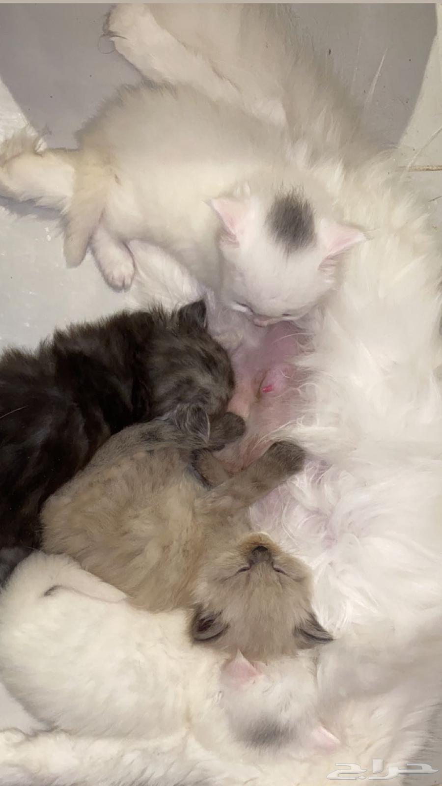 قطط صغيره للبيع64222320148483110
