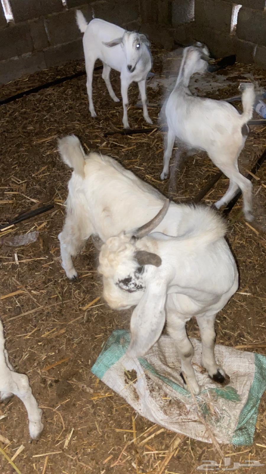 أنثين تيوس تم البيع64209993998595113