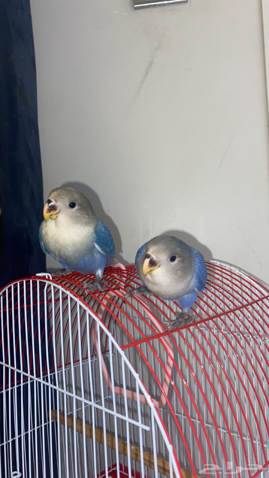 جوز روز اليف وهدد للبيع او البدل64220677165442110