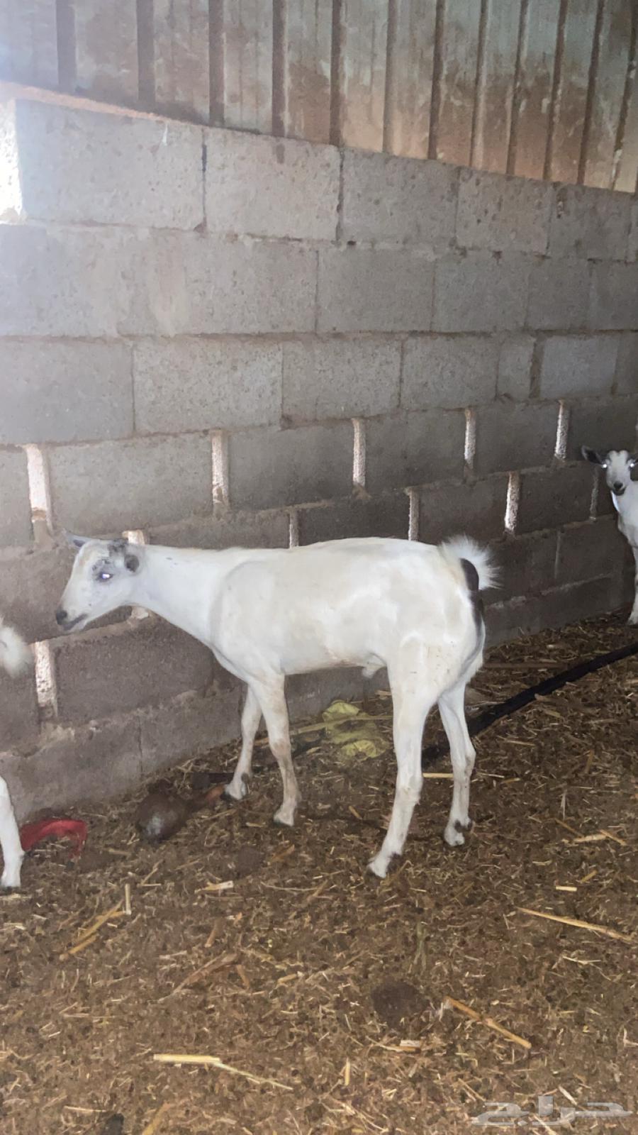 أنثين تيوس تم البيع64209993998595111