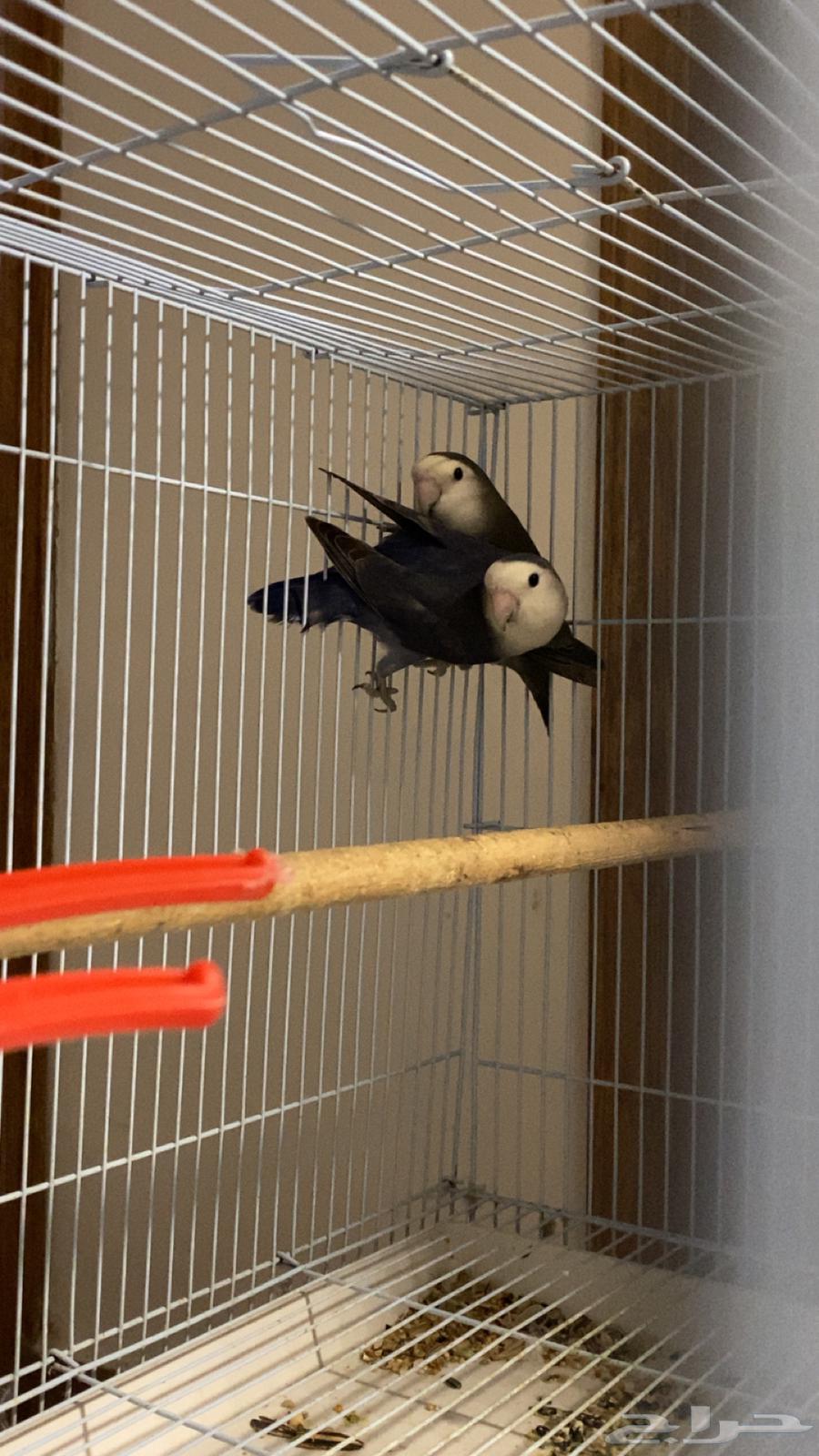 Daily Passport64219828938243111