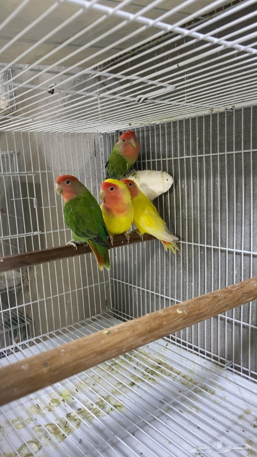 طيور روز على وشك الجهوزيه للبيع64211731972225111