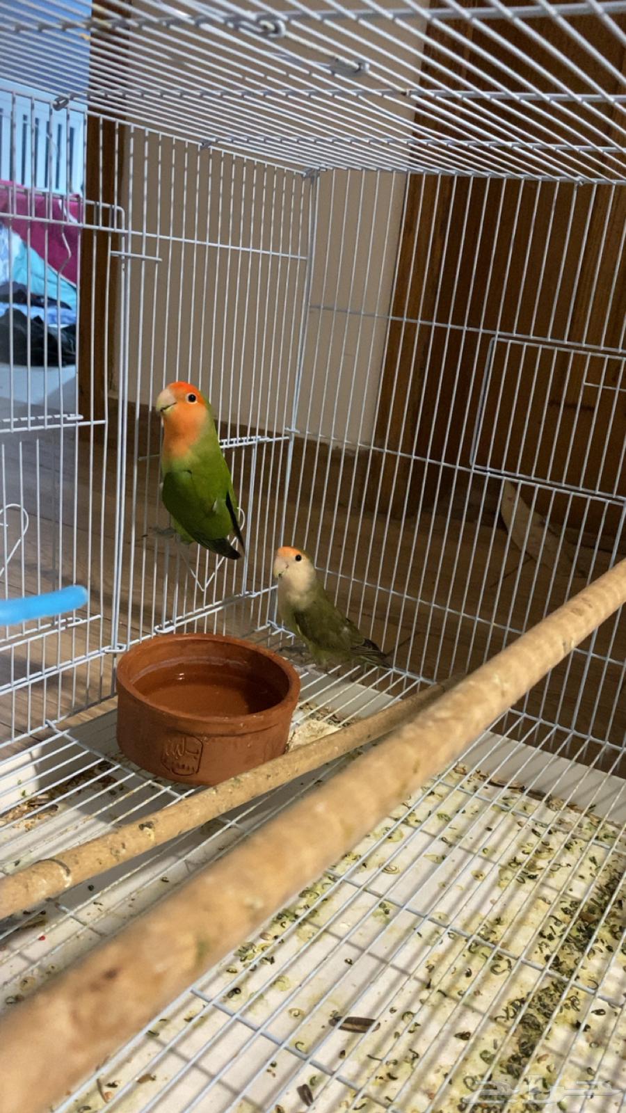 Daily Passport64219828938243112