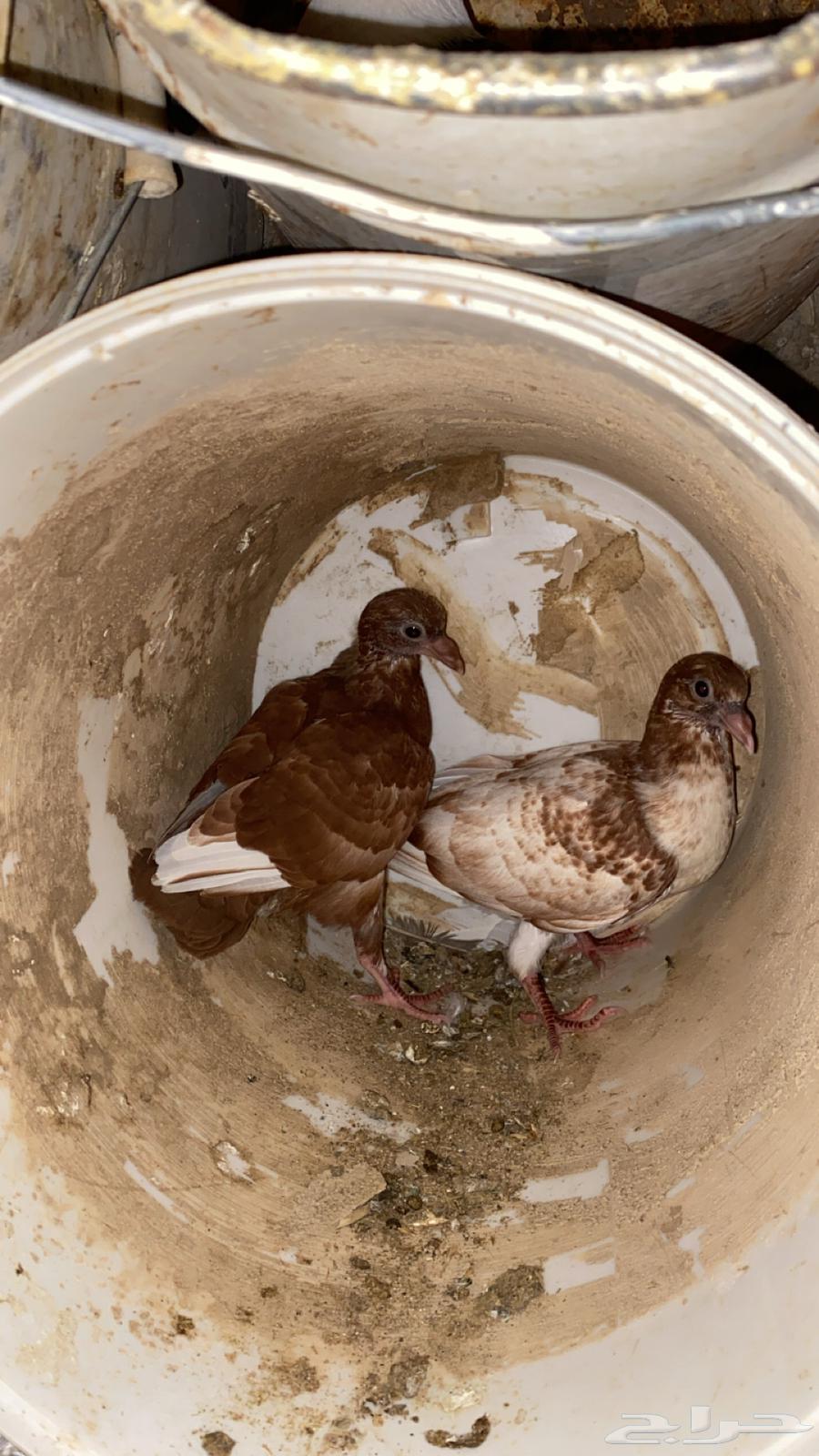 للبيع حمام64230646756226110