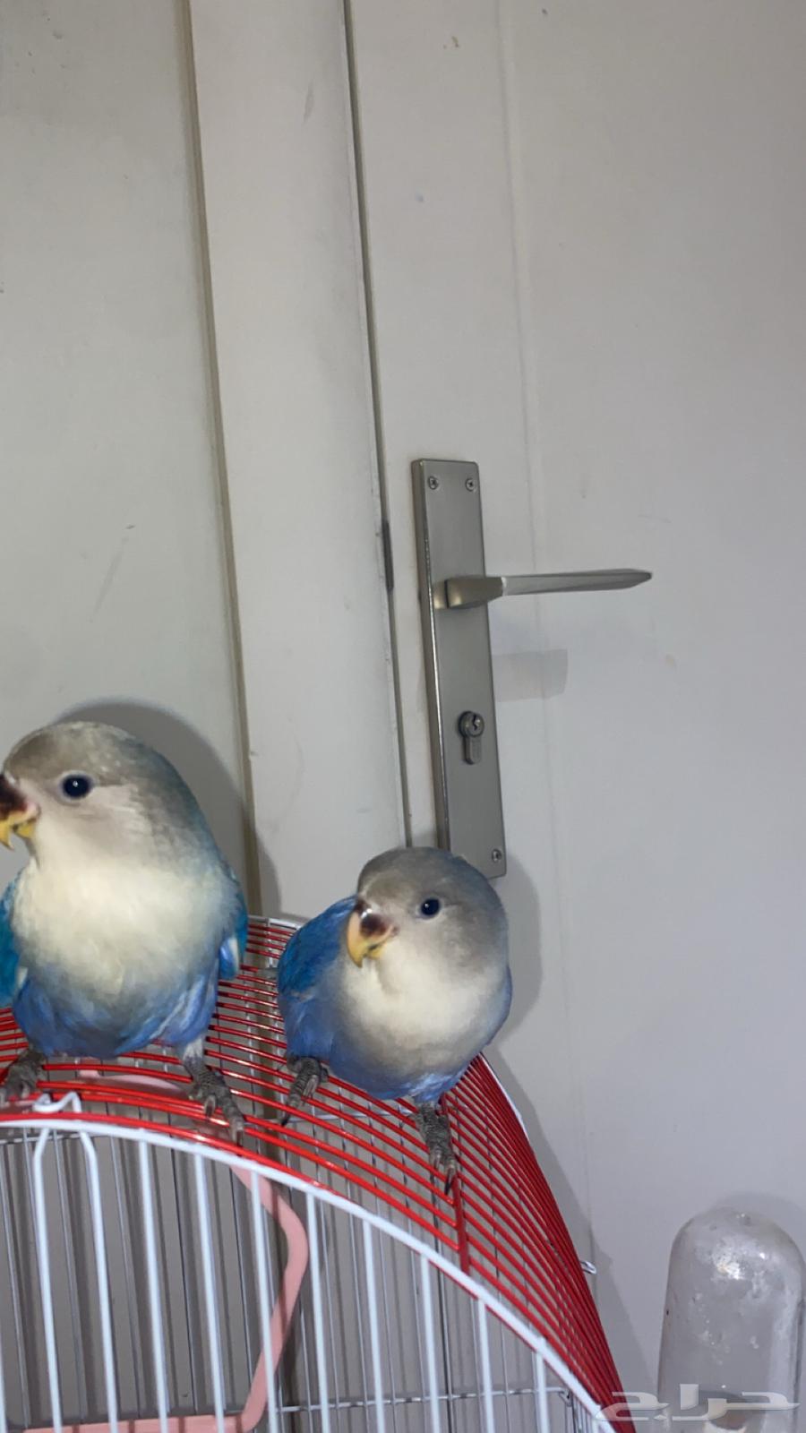 جوز روز اليف وهدد للبيع او البدل64220677165442111