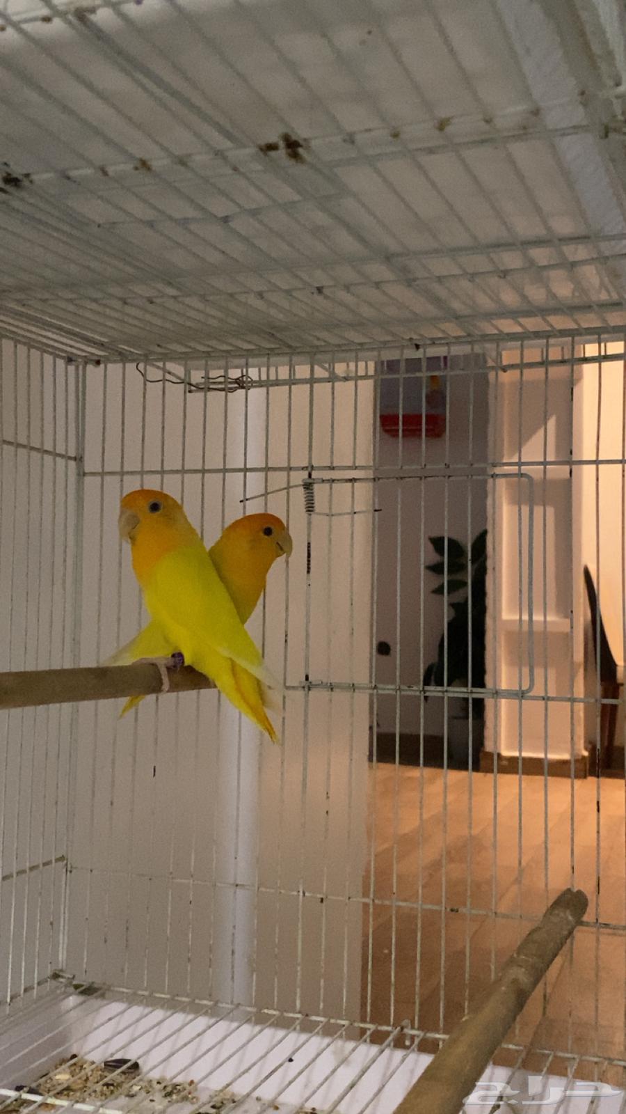 Daily Passport64219828938243110