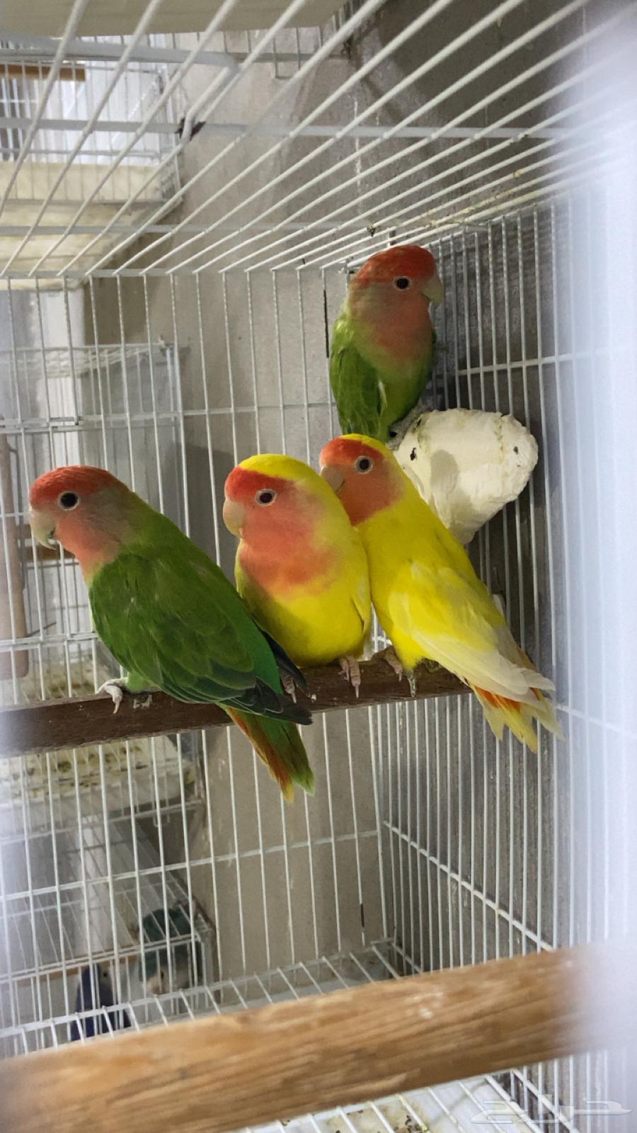 طيور روز على وشك الجهوزيه للبيع64211731972225112