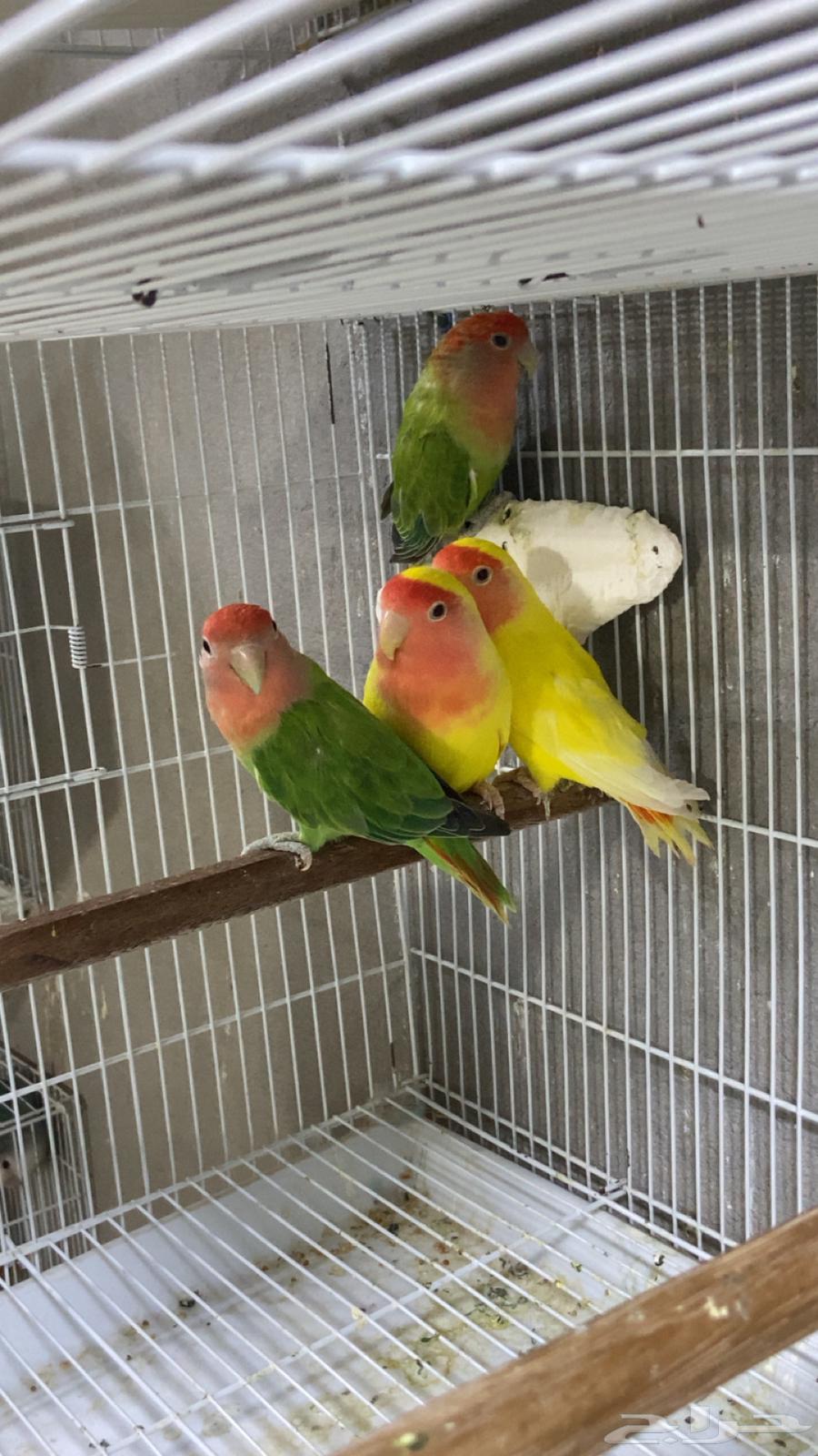 طيور روز على وشك الجهوزيه للبيع64211731972225113