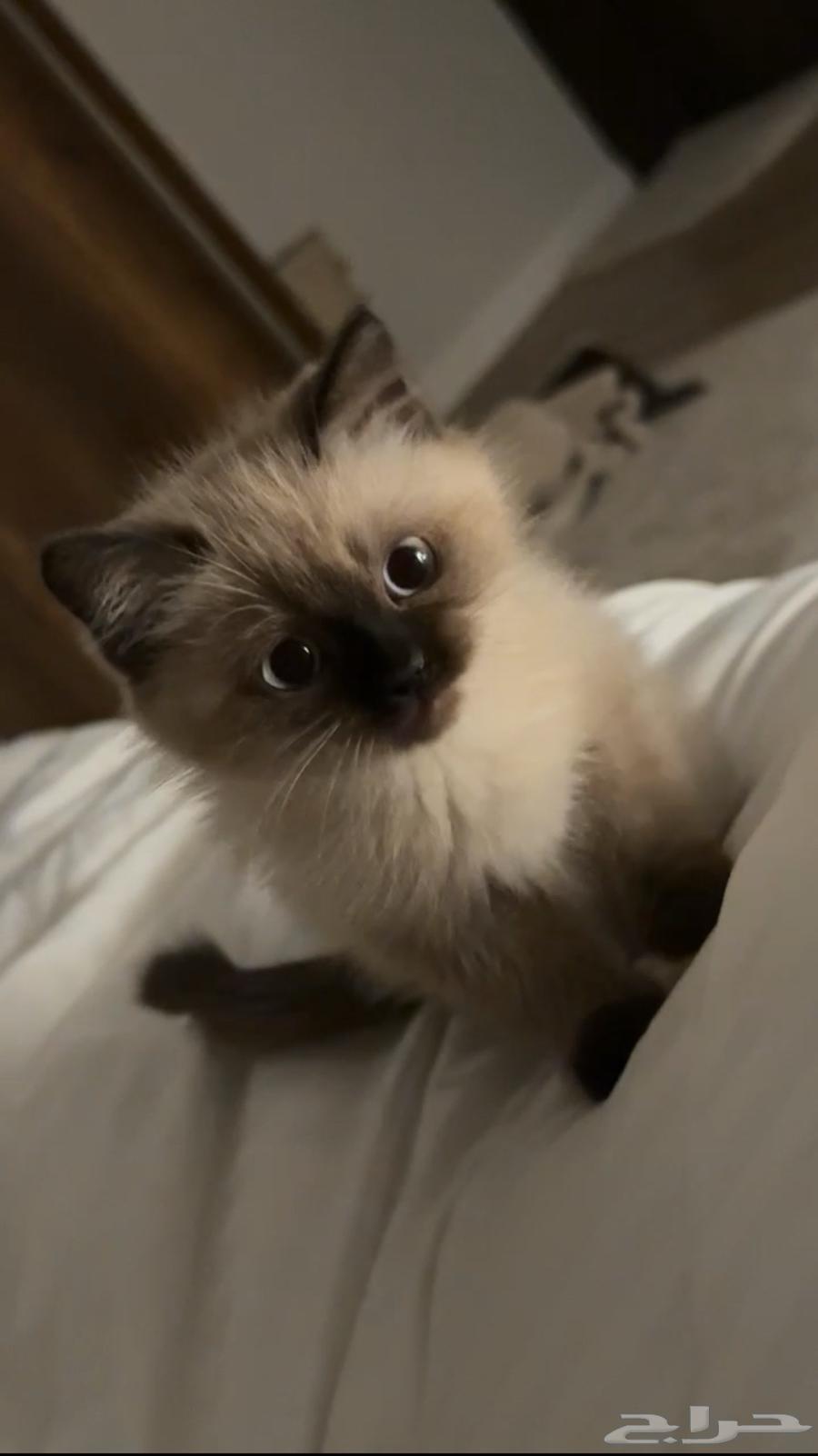 قط ذكر هملايا64228558168961110