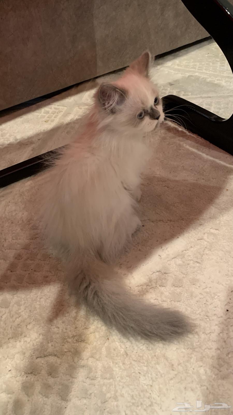 قط للبيع64214710231681112