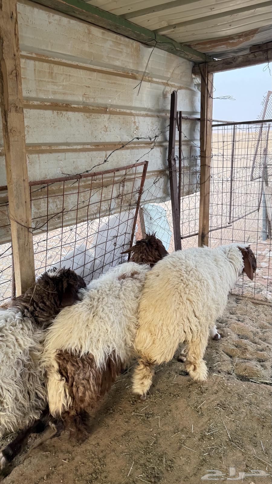 رخال نعيم مقفله64223332700418113