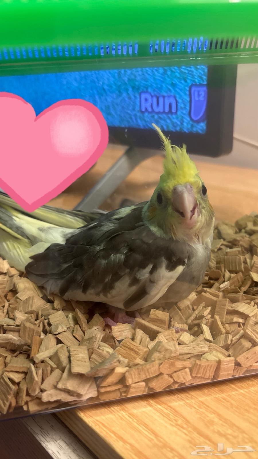 كروان للبيع64217770695554110