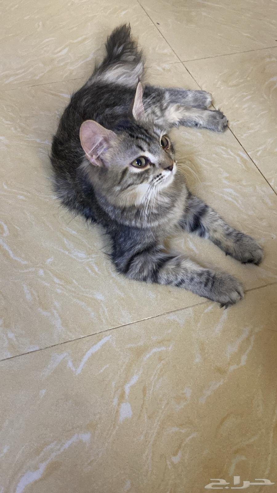 قطط للبيع شيرازي عددهم 564212346014595111