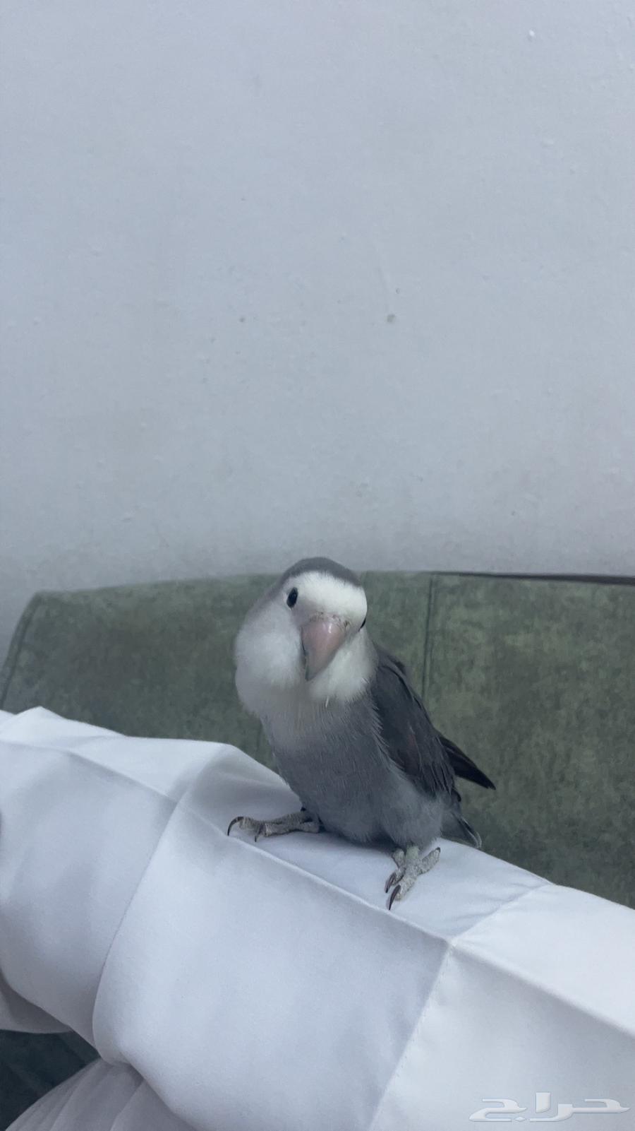 Tayr Yawm Alyf64228950714754110