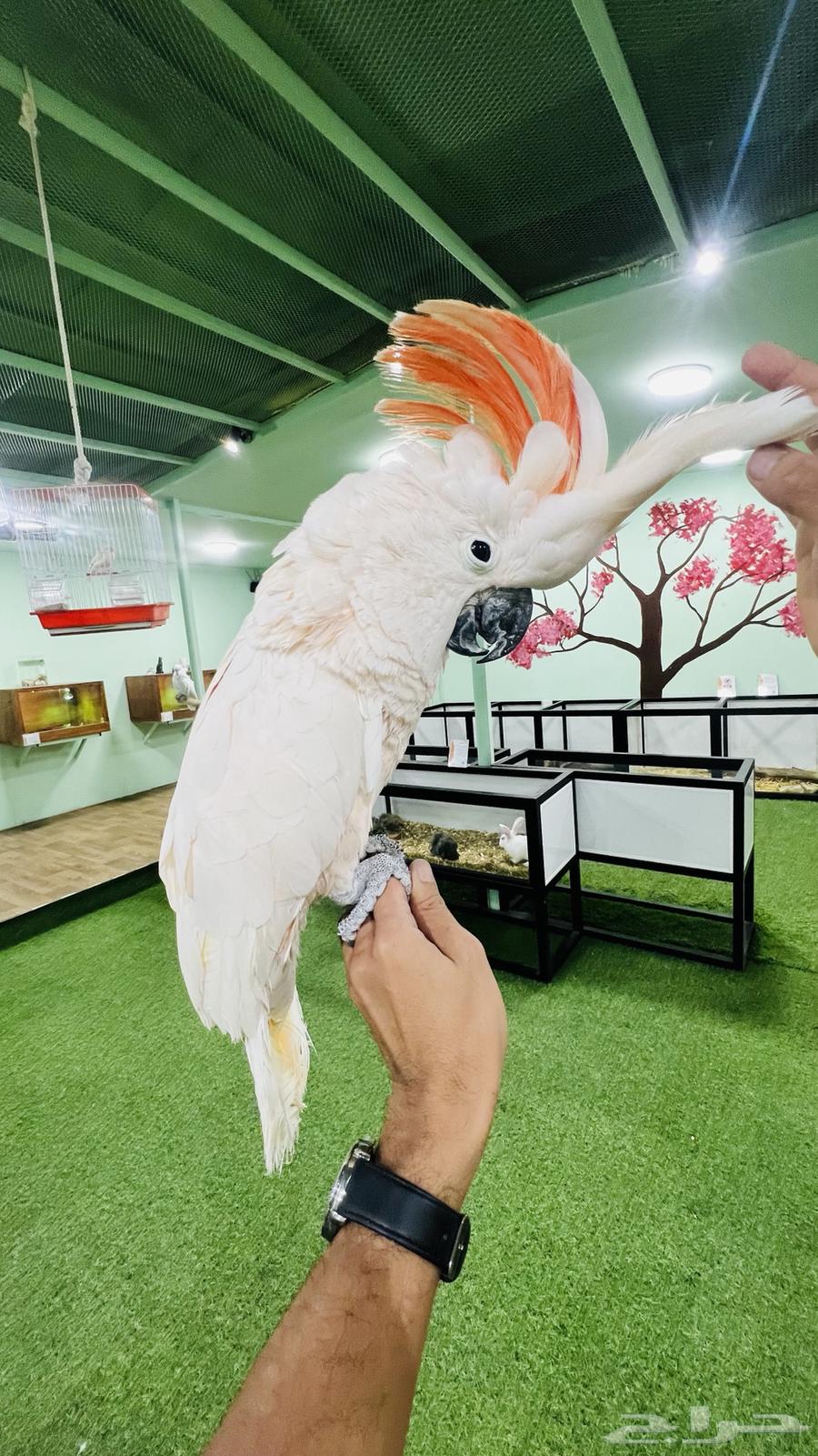 ببغاء كوكاتو مولكان64223332822530111