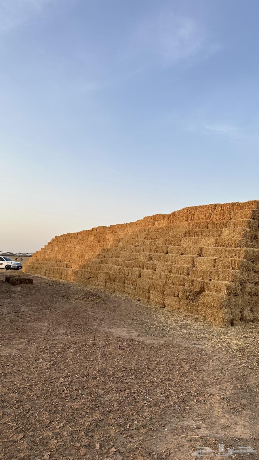 Wheat Straw64223152844161113