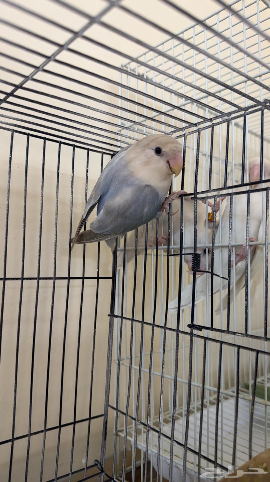 ببغاء روز للبيع64217290946946110